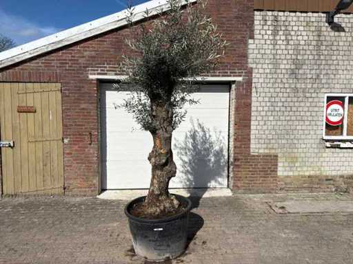 Olivenbaum-Bonsai L – Olea Europaea – ca. 50 Jahre alt – Höhe ca. 250 cm