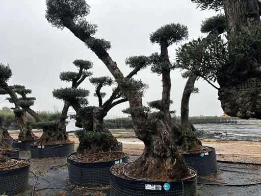 Jubiläums-Olivenbäume – Olea Europea Pom, Pom Secolare