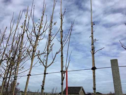 Acero rosso - Albero topario (2x)