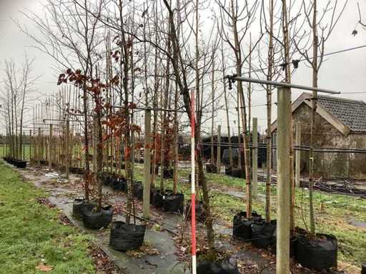 Buk czerwony – drzewo alei (2x)