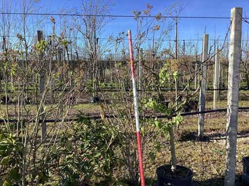 Liliac - Arbori cu mai multe tulpini (2x)