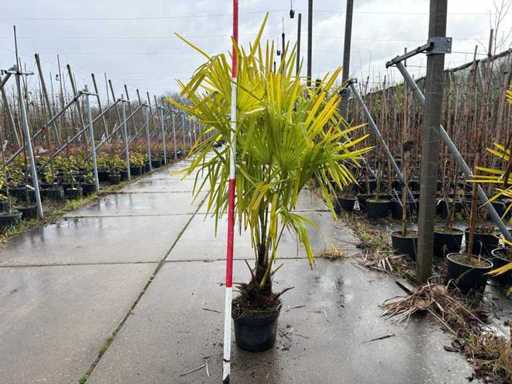 Robuste Palme – immergrüner Baum (5x)