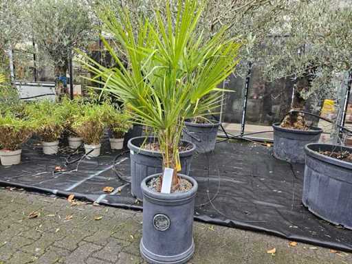 Robuuste henneppalm (Trachycarpus) in de exclusieve Royal Garden-plantenbak