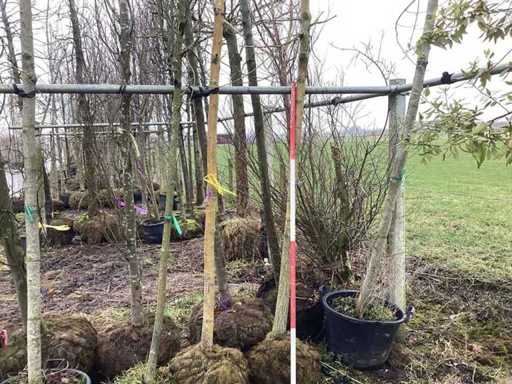 Salcie galbenă - Arbore topiar