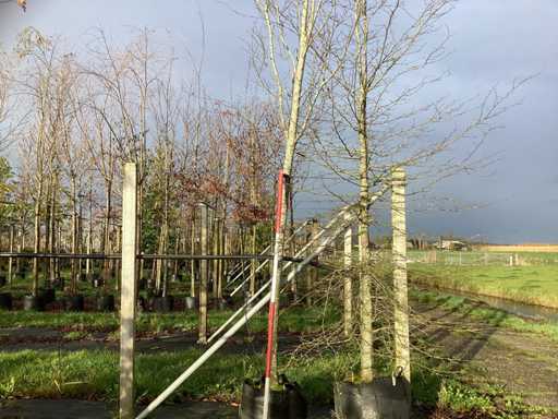 Buk orientalny – drzewo alejne