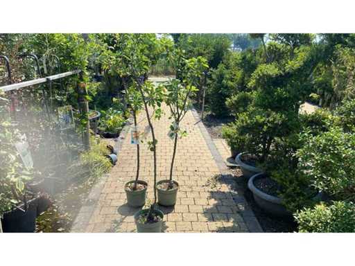 Arbre fruitier / arbre fruitier (3 fois)