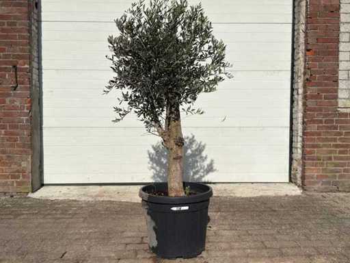 Drzewo oliwne Florida - Olea europaea - wysokość ok. 170 cm 