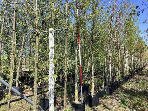 Beverboom - Ornamental Tree (2x)