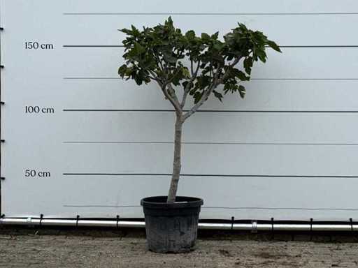 Fico a tronco basso XL - Ficus Carica - altezza circa 150 cm