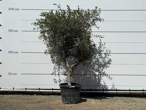 Olivenbaum Andalusien L – Olea Europaea – ca. 50 Jahre alt – Höhe ca. 200 cm