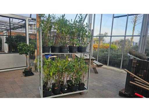 20x Cherry laurel 'Etna' - Plante robuste de gard viu (aprox. 100 cm)