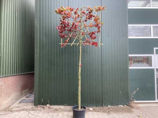 Sweet gum (6x)