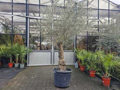 Prachtvoller Olivenbaum - 120 Jahre alt - 300 cm Solitär