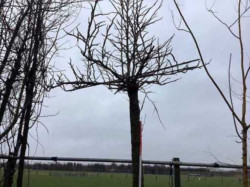 Sweet gum - Roof tree