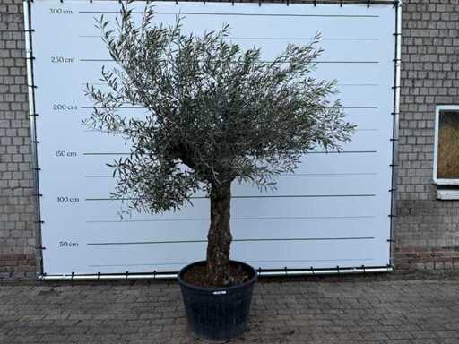 Olive tree Bonsai - Olea Europaea - approx. 80 years old - height approx. 220 cm