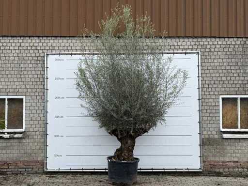 Olive tree Bonsai XL - Olea Europaea - approx. 80 years old - height approx. 290 cm