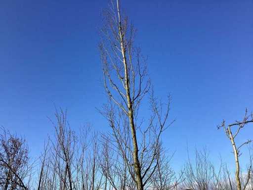 Haagbeuk - Vormbomen