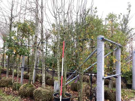 Dzika Jab?o? – drzewo wielo?odygowe