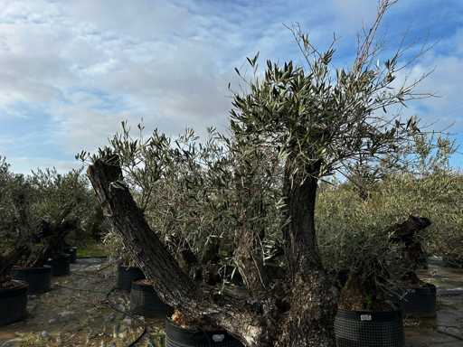 Olijfboom - Olea Europea