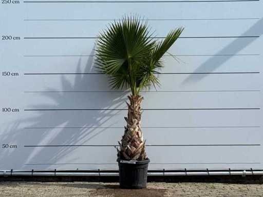 Mexican fan palm - Washingtonia Robusta - height approx. 210 cm