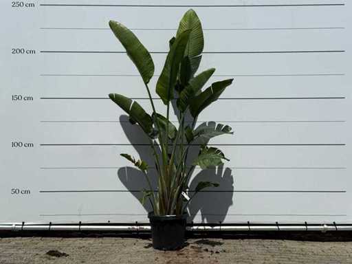 Paradijsvogelplant - Strelitzia Augusta - hoogte ca. 220 cm