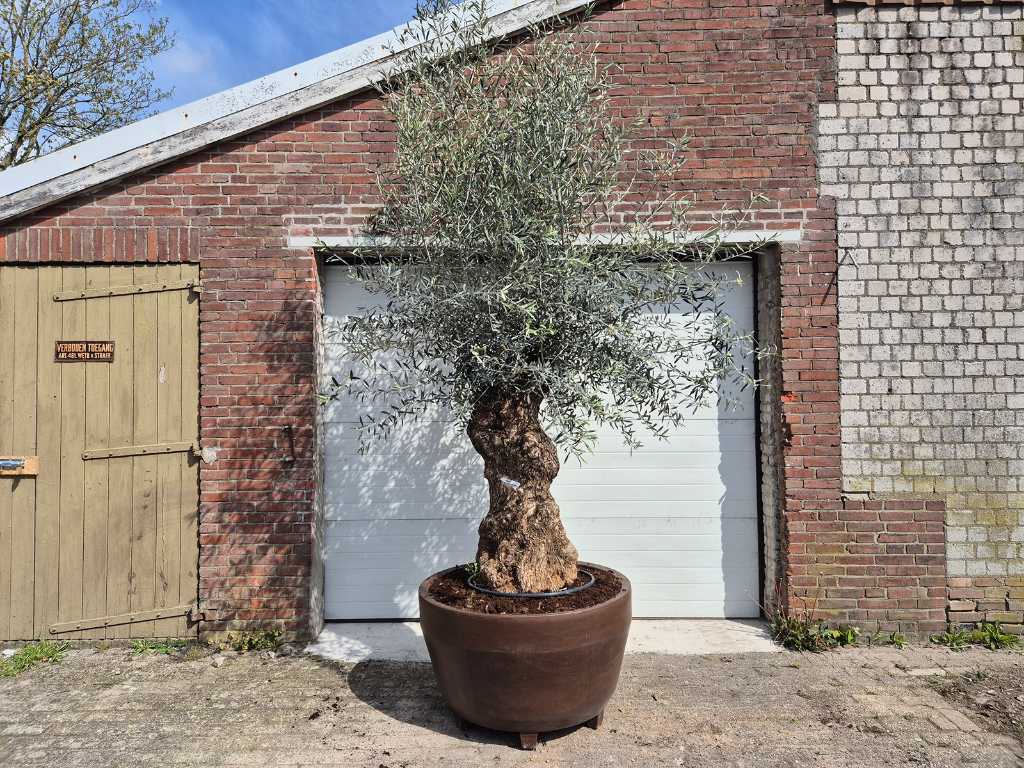 Olijfboom Bonsai in luxe plantenbak - Olea Europaea - hoogte ca. 400 cm
