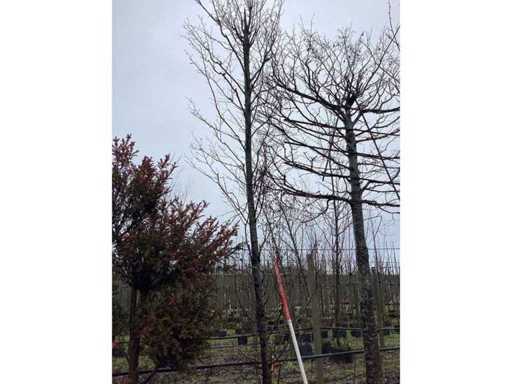 Hornbeam - Topiary tree