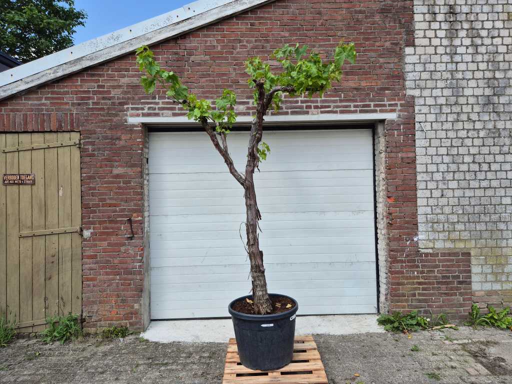 Albero di vite - Vitis Vinifera Media - albero da frutto - altezza circa 300 cm