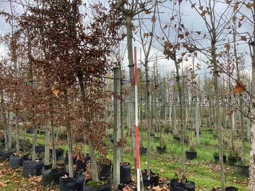 Platan de acoperiș - Arbore de acoperiș