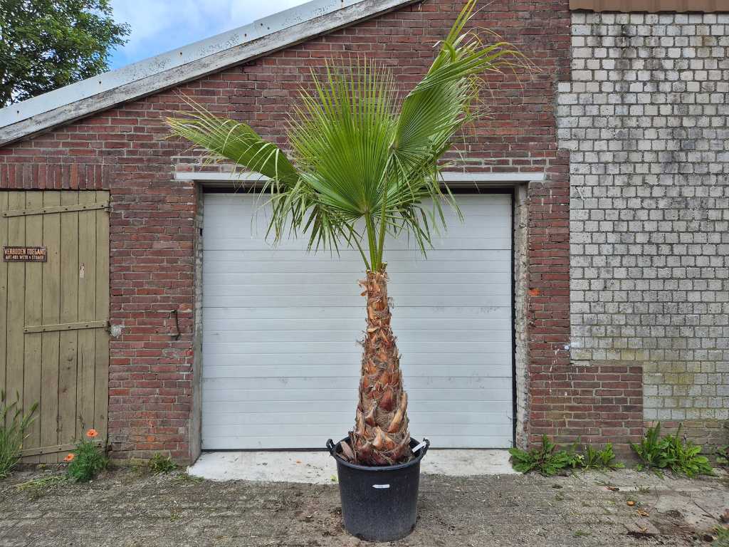 Palma meksykańska - Washingtonia Robusta - drzewo śródziemnomorskie - wysokość ok. 300 cm