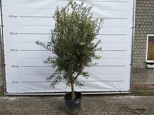 Ulivo Andalusia L - Olea Europaea - circa 50 anni - altezza circa 250 cm