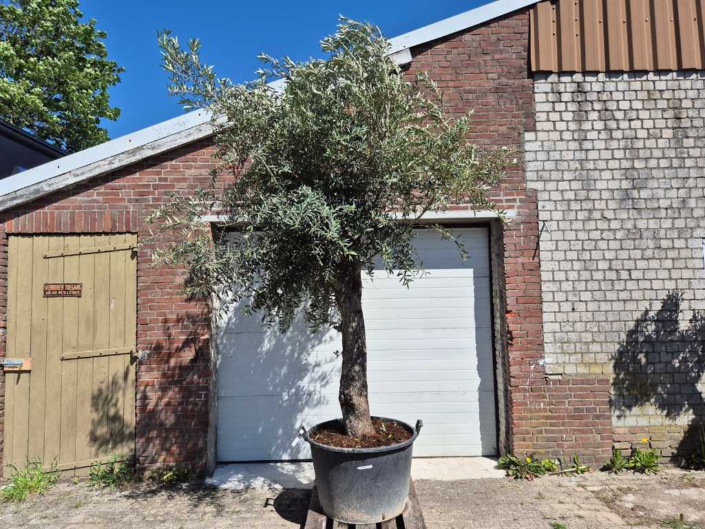 Olivenbaum hoch - Olea Europaea - Höhe ca. 400 cm