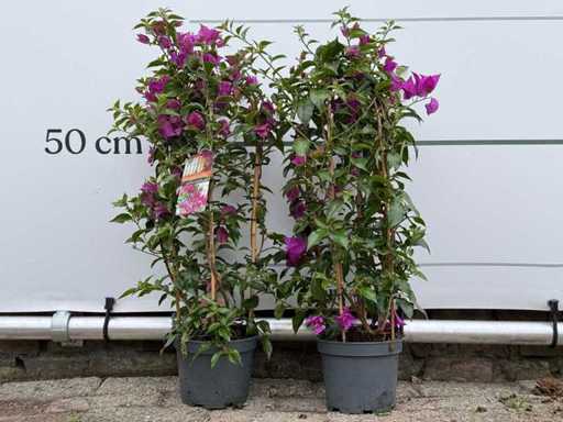 2x Bougainvillea purple arch - Bougainvillea Glabra Sanderiana - height approx. 70 cm