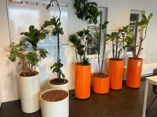 Plantes hydroponiques avec pot (5x)
