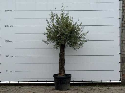Tronc fantaisiste d’olivier Hojiblanca - Olea Europaea - environ 40 ans - hauteur environ 240 cm