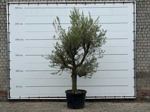Ulivo Tronco liscio ramificato - Olea Europaea - circa 40 anni - altezza circa 250 cm