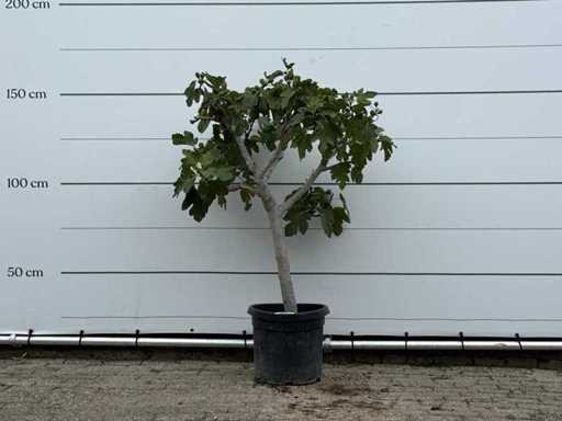 Fico a tronco basso XL - Ficus Carica - altezza circa 150 cm