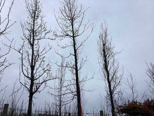 Beaver Tree - Topical Tree