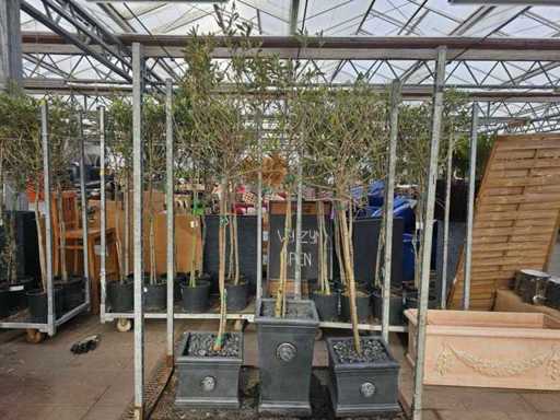 Exklusives 3er-Set Olivenbäume in Royal Garden Design-Töpfen - Winterhart