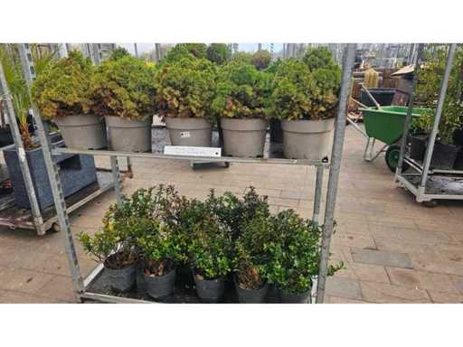 Un set mare de plante rezistente: 10x Ilex și 9x molid de zahăr