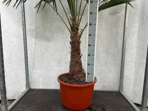 Trachycarpus Fortunei (stam 50/60cm) (60x)