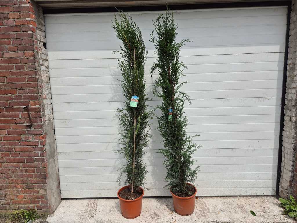 2x Italienische Zypresse - Mediterraner Baum - Cupressus Simpervirens - Höhe ca. 200 cm
