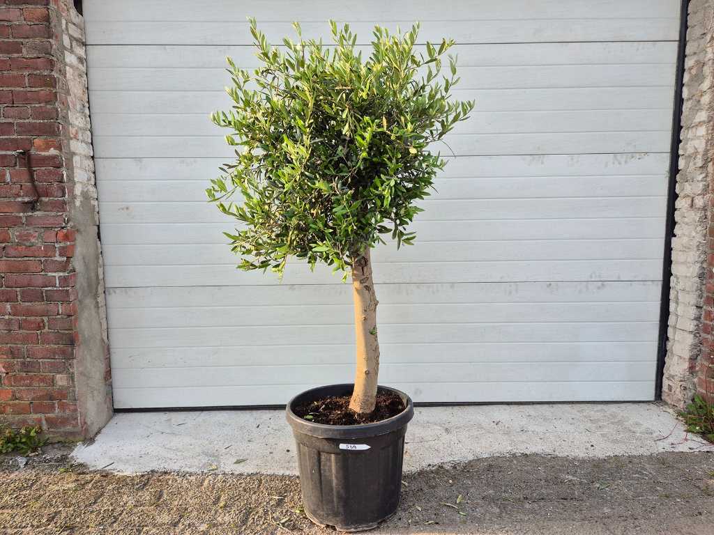 Olivenbaum Florida - Olea Europaea - Höhe ca. 175 cm