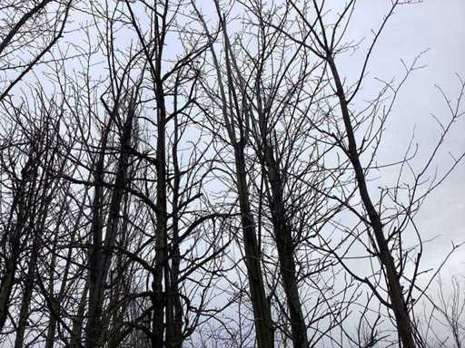 Rode Esdoorn - Sierboom