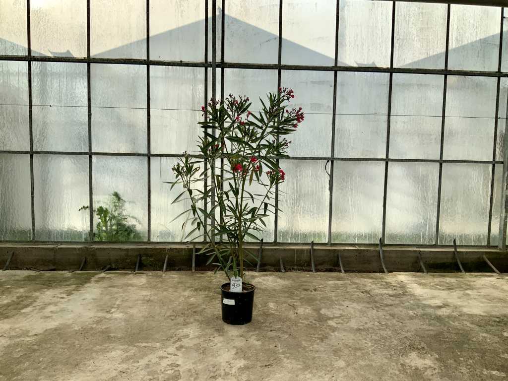 Oleander czerwony (Nerium Oleander)