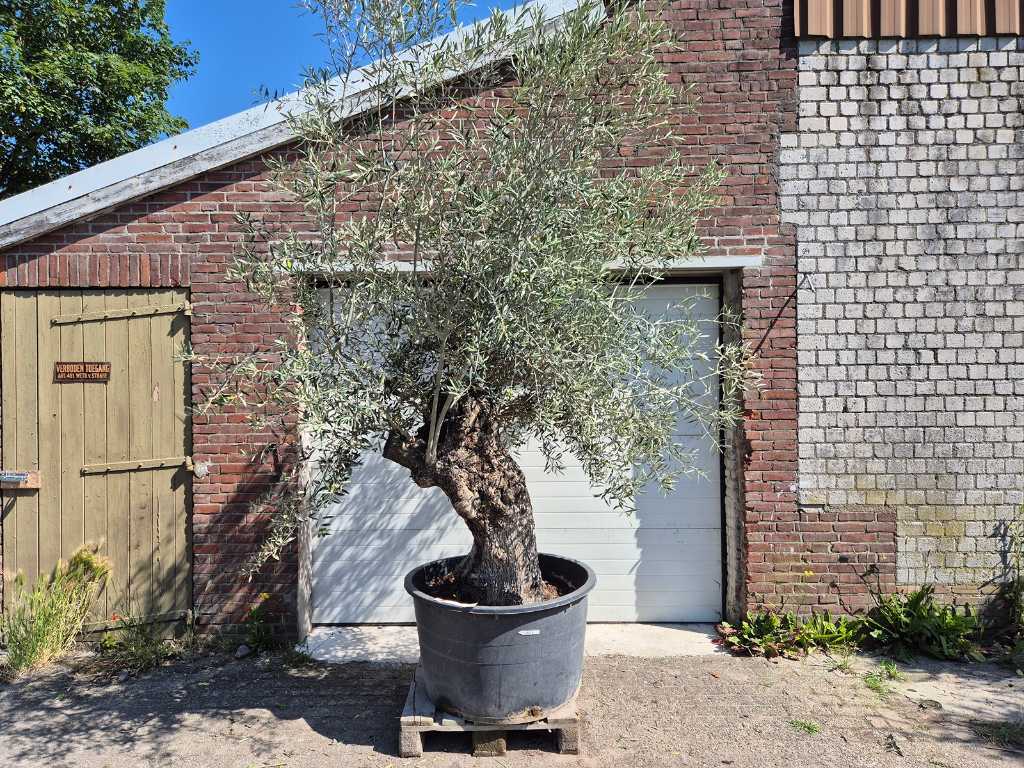 Olive tree Bonsai - Olea Euopaea - height approx. 300 cm