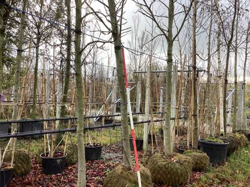 S?odka guma - Parkboom