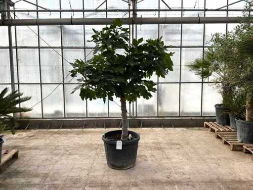 Figowiec (Ficus carica)