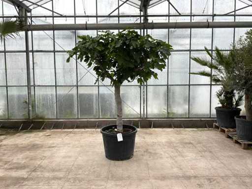 Figowiec (Ficus carica)