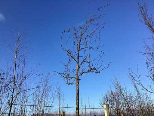 Sierappel - Vormboom